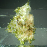 inclusions