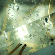 inclusions